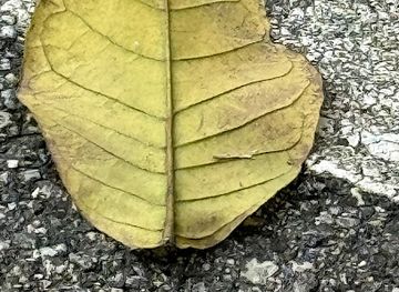 singapore/changi/landmark/changi-murals