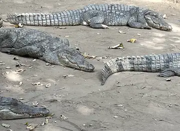 Crocodile Pool
