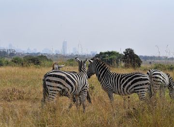kenya/aberdare-national-park/landmark/nairobi-national-park