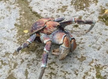 christmas-island/red-crabs-migration-area/landmark/christmas-island-apartments