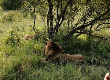 south-africa/kruger-national-park/landmark/manyeleti-game-reserve