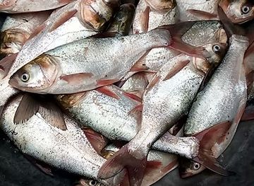 india/bihar/landmark/basuki-bihari-west