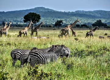 tanzania/mikumi-national-park/landmark/mikumi-national-park