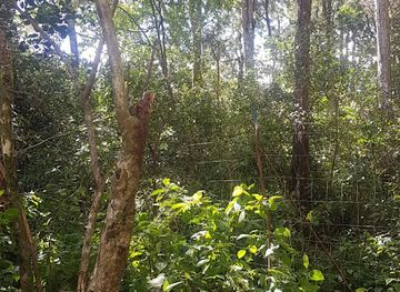 mauritius/plaines-wilhems/landmark/lavigie-forest