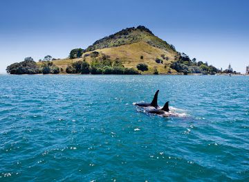 new-zealand/bay-of-plenty/landmark/kewpie-cruises
