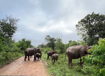 sri-lanka/udawalawe-national-park/landmark/udawalawe-jeep-safari-services