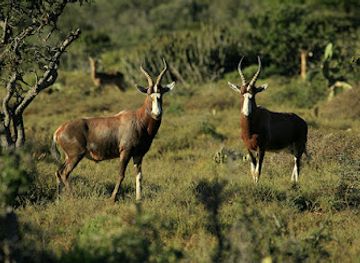 kenya/samburu-national-reserve/landmark/saiwa-swamp-national-park