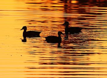 south-africa/north-west/landmark/opm-prozesky-bird-sanctuary