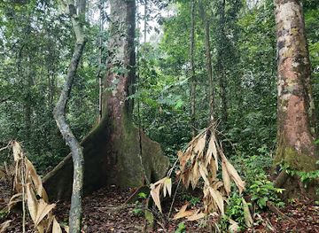 gabon/libreville/landmark/arboretum-raponda-walker