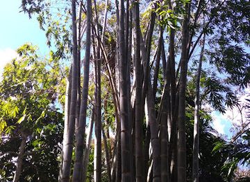 mayotte/plage-de-moya/landmark/aromaore