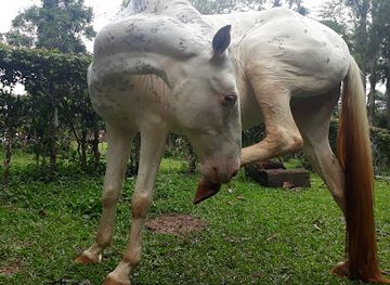 benin/comoe-national-park/landmark/ogba-zoo-benin-city