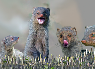 india/sundarbans/landmark/halliday-island-wildlife-sanctuary