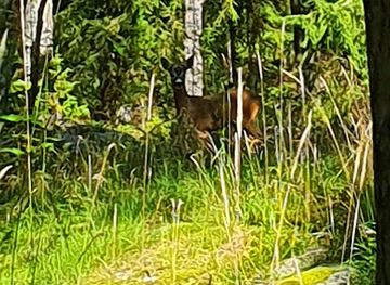 sweden/gastrikland/landmark/signalberget