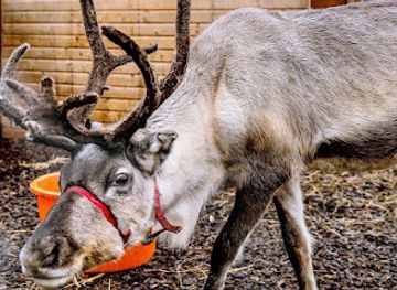 united-kingdom/caithness/landmark/caithness-reindeer