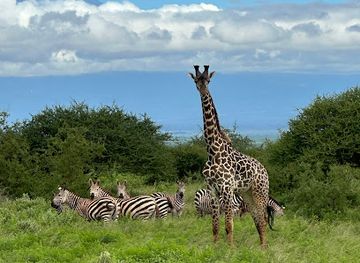 kenya/diani-beach/landmark/d-m-tours-safaris-diani