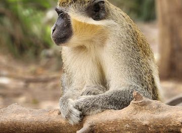 the-gambia/western-region/landmark/bijilo-monkey-park