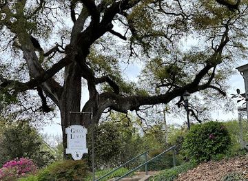 mississippi/natchez/landmark/green-leaves