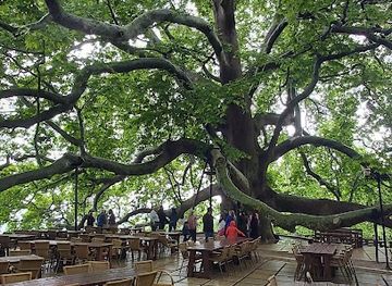 turkiye/bursa/landmark/inkaya-historical-plane-tree-610-tree-old