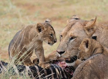 kenya/malindi/landmark/malik-safari