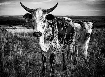 Bushlands Butcheries