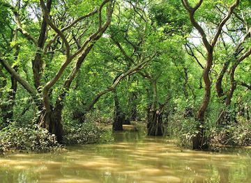 bangladesh/ratargul-swamp-forest/landmark/watch-tower