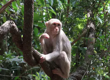Monkey Forest