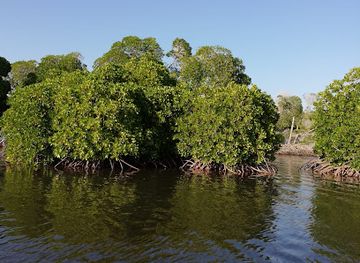 djibouti/godoria-mangrove/landmark/mangrove-de-godoria