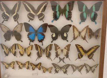 slovakia/saris/landmark/city-museum-and-gallery-velky-saris