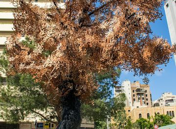 lebanon/beirut/gemmayzeh/landmark/the-memory-tree