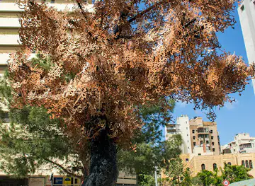 The Memory Tree
