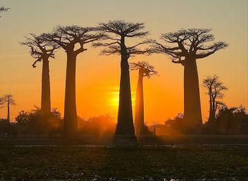 madagascar/ihorombe/landmark/avenue-of-the-baobabs