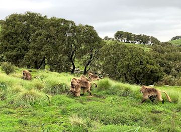 ethiopia/simien-mountains-national-park/landmark/semien-gebirge-nationalpark-eingang