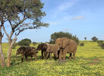 botswana/linyanti-wildlife-reserve/landmark/mashatu-game-reserve