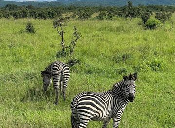 tanzania/mikumi-national-park/landmark/camp-lilac-mikumi-safaris-ltd