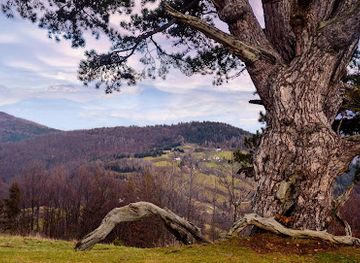 montenegro/durmitor/landmark/holy-pine
