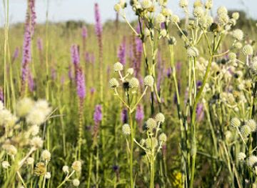 illinois/oak-lawn/landmark/indian-boundary-prairies-gensburg-markham-prairie
