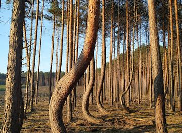 poland/lubusz-land/landmark/krzywy-las