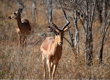 south-africa/bushveld/landmark/bushveld-safaris-game-farm
