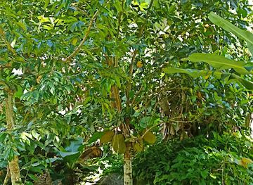 french-polynesia/tahiti-iti/landmark/vallee-de-tipaerui