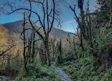 georgia/pshavi/landmark/prehistoric-boxwood-alley