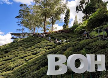 malaysia/cameron-highlands/landmark/boh-sungai-palas-tea-viewpoint