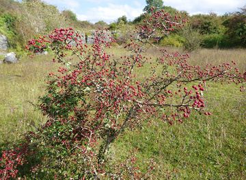 ireland/county-clare/landmark/old-quarry