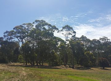 australia/high-country/landmark/hans-heysen-the-cedars