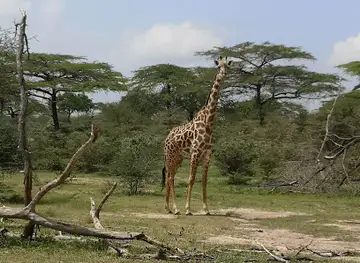 Nyerere National Park / Selous Game Reserve