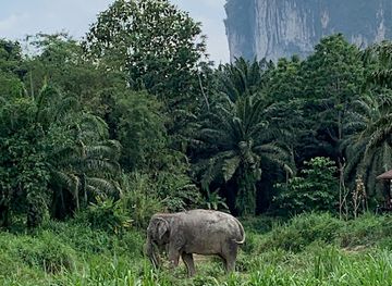 thailand/krabi-province/landmark/krabi-elephant-house-sanctuary