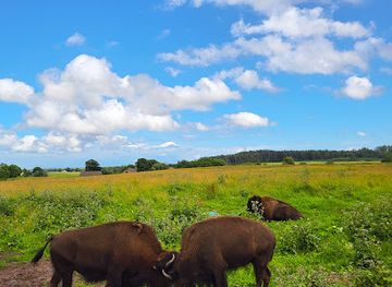 estonia/laane-viru-county/landmark/wild-bison-saloon-llc