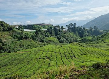 malaysia/pahang/landmark/boh-sungai-palas-tea-viewpoint
