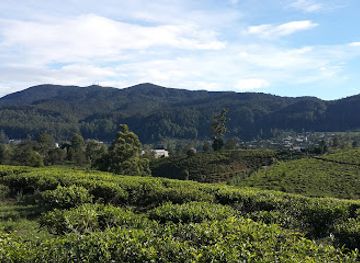 sri-lanka/horton-plains-national-park/landmark/moon-plains-tea-estate-view-point