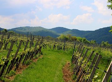 austria/vienna-woods/landmark/brunner-weinwanderweg
