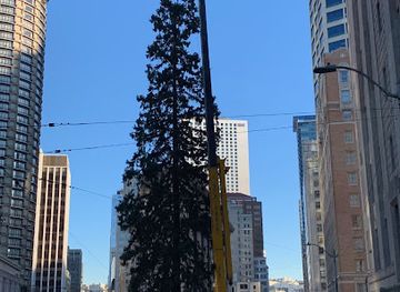 washington/puget-sound/landmark/seattle-s-giant-sequoia-tree
